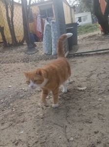 Tigrou, de plus en plus câlin malgré son adoption ratée. 