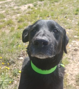 Gep promène sa bouille sérieuse. 