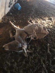 âne mort