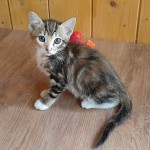 ROMY, adoptée