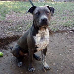 ROCKET, croisé cane corso, né en 01/2020