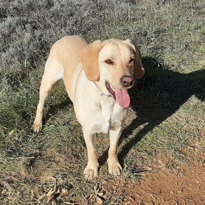 Pepito (10)