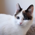 Coppélia, adoptée