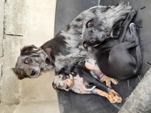 Suzy et Sweetie avec leur maman, pas encore à ladoption