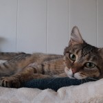 CAYENNE, adoptée