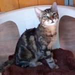 SOPRANO, adopté