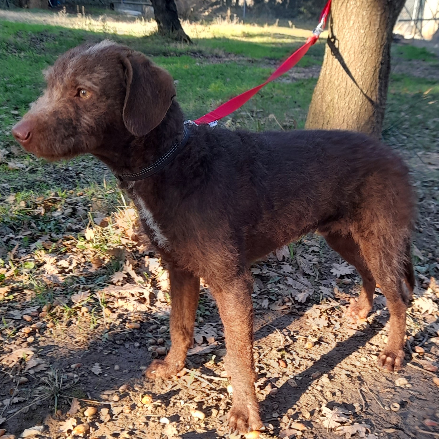 S.P.A. des Pyrénées Orientales - Animaux - Tapis de souris - Chien