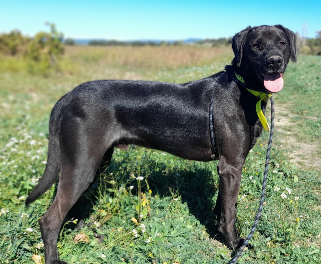 DJANGO, croisé labrador né en 07/2019