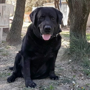 GARRY, labrador, né en 01/2011