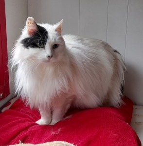 MINETTE, née en 05/2011