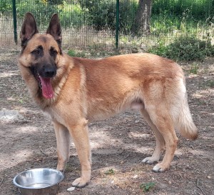 TYSON, BA X Malinois, né en 06/2020