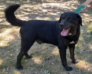 OROS, labrador X beauceron, né en 05/2016