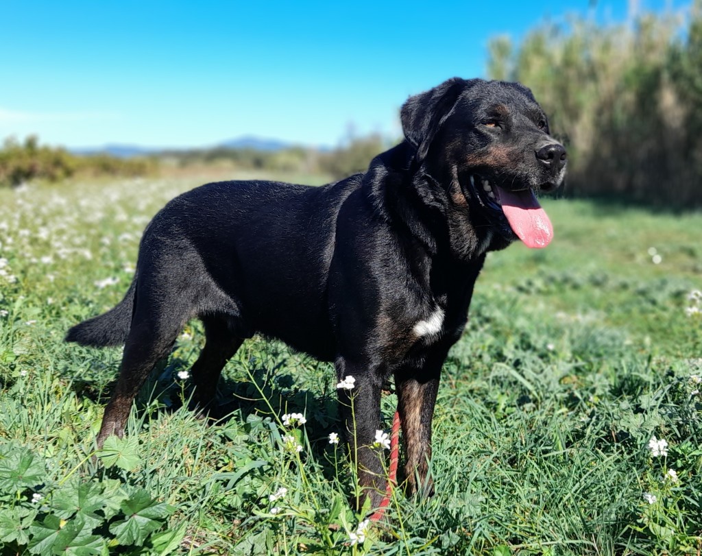 OROS, croisé labrador beauceron, né en 2016