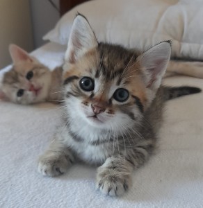 TEDDY, un peu pataud et très gourmand ! 