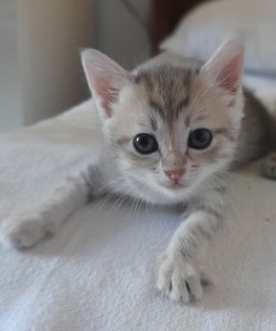 Tia (1)
