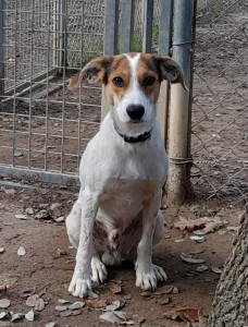 POTTER, jack russel, né en 01/2022