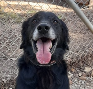 TYSON, croisé labrador, né en 2014