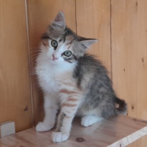 CASSIOPEE, adoptée