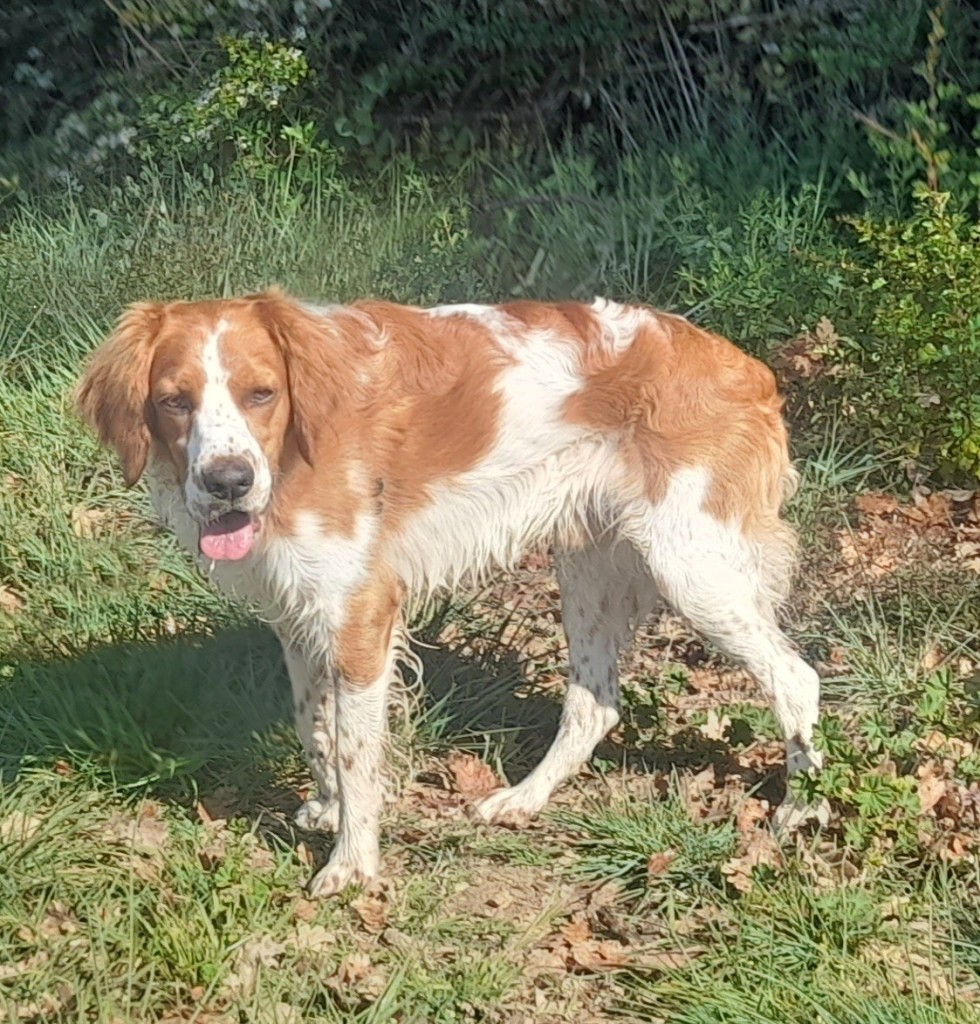 Benji (10)