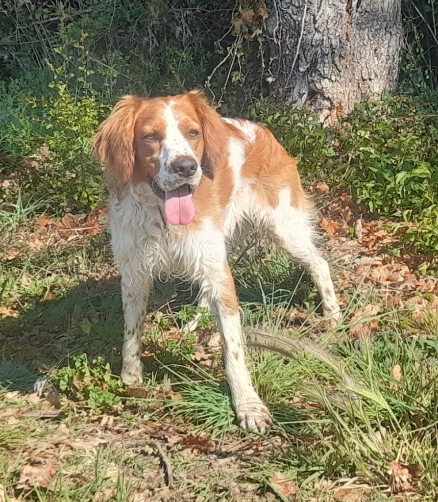 Benji (13)