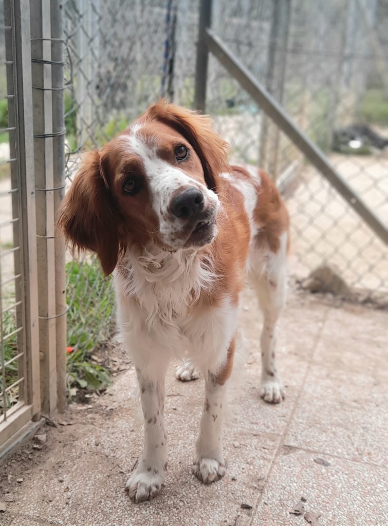 Benji (6)