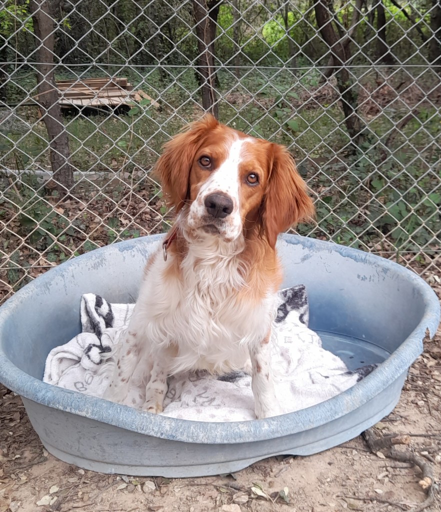 Benji (9)