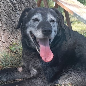 JOY, croisé labrador, né en 2015