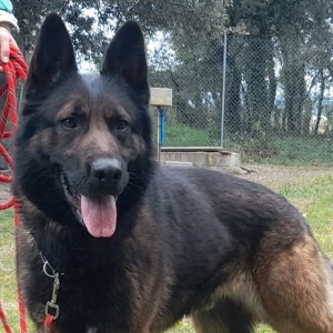 Maverick (1)