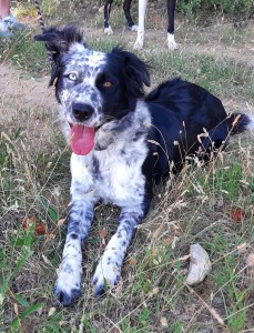 DIXIE, border collie née en 01/2020