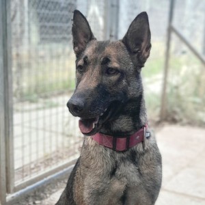 POXI, X malinois, née en 12/2019