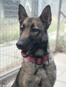 POXI, X malinois, née en 12/2019