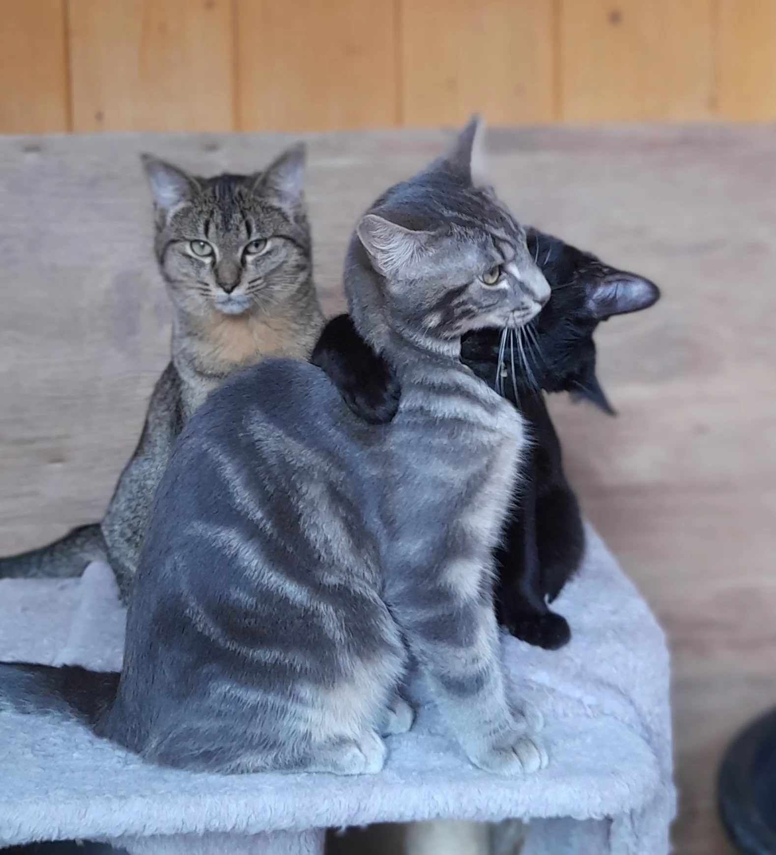 Deux chats gris tigrés serrés l'un contre l'autre sur leur couchage
