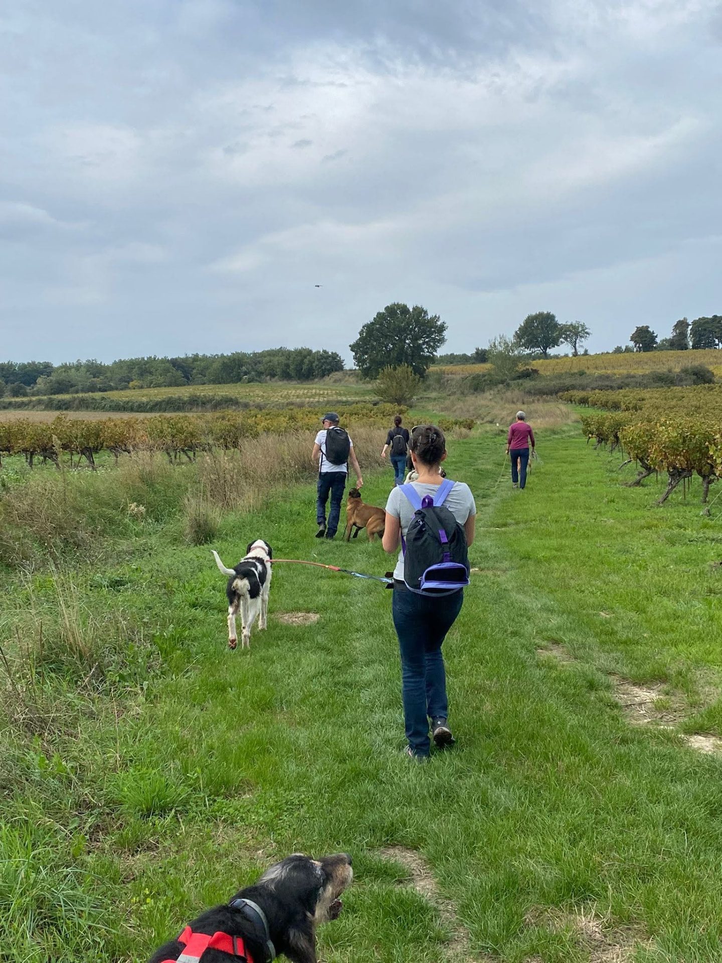 Des bénévoles en promenade avec les chiens du refuge, dans un chemin de campagne