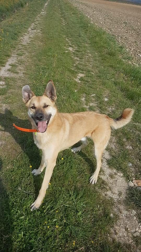 Un chien fauve du refuge, la langue pendante, dans l'herbe d'un parc