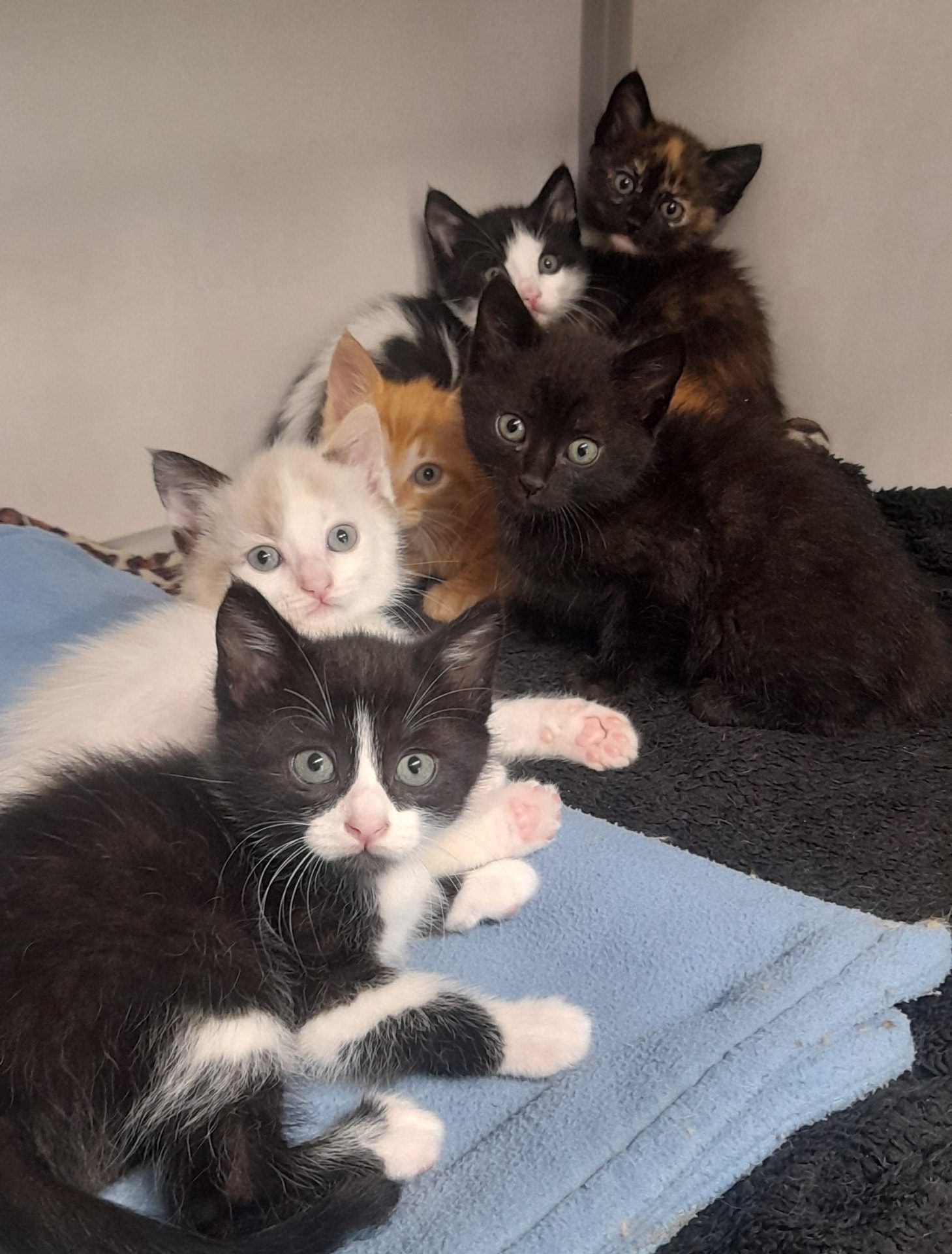 Une portée de chatons noirs et tricolores blottis les uns contre les autres
