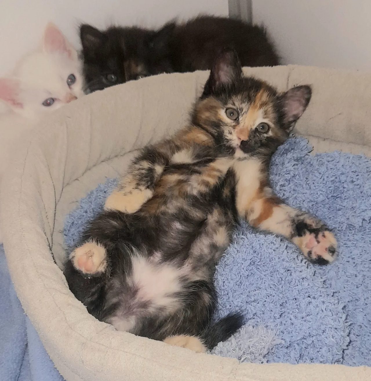 Deux chatons couchés dans un panier garni d'une couverture bleue