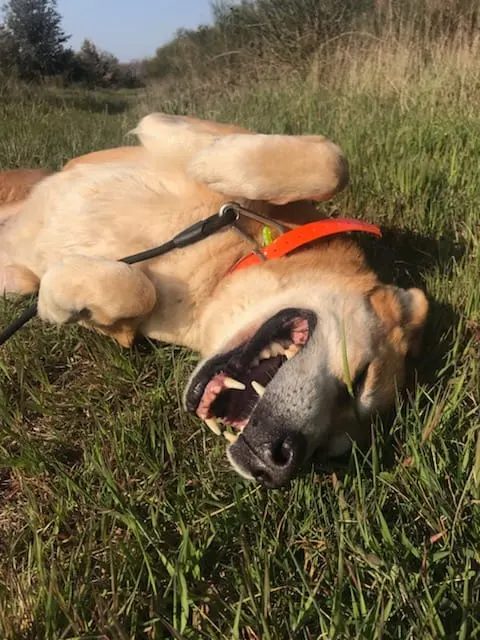 Un chien du refuge allongé dans l'herbe, la langue pendante