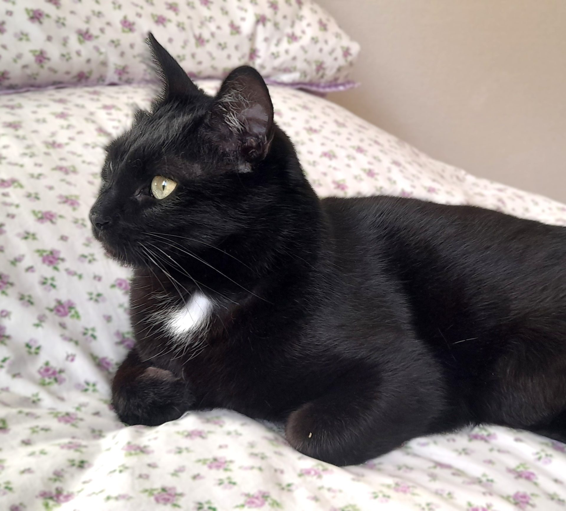 Un chat noir aux yeux verts installé sur un couvre-lit à fleurs