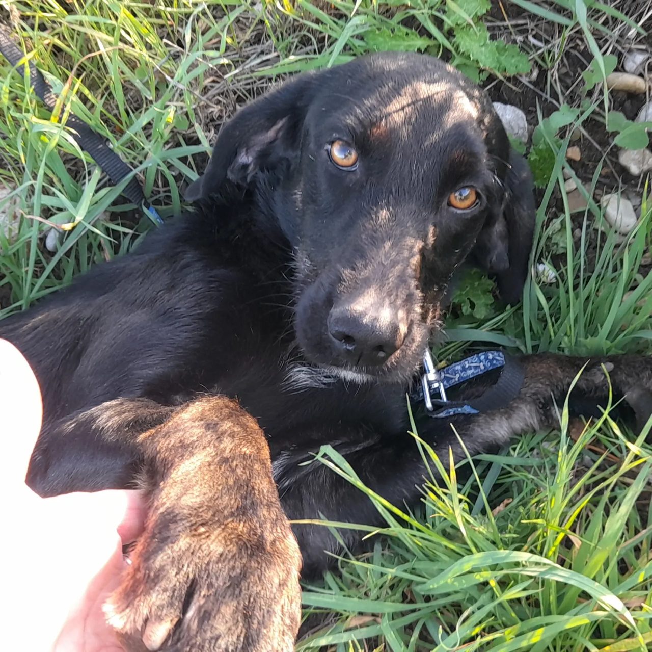 Un chien noir et feu du refuge couché dans l'herbe, la tête posée au sol