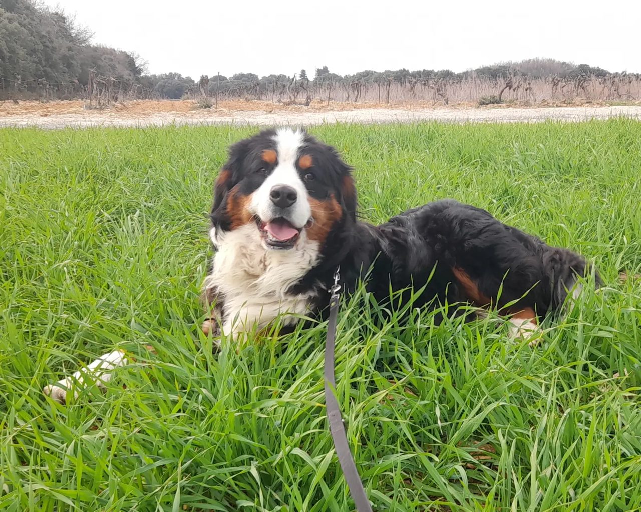 Un chien tricolore du refuge couché dans l'herbe, la langue pendante