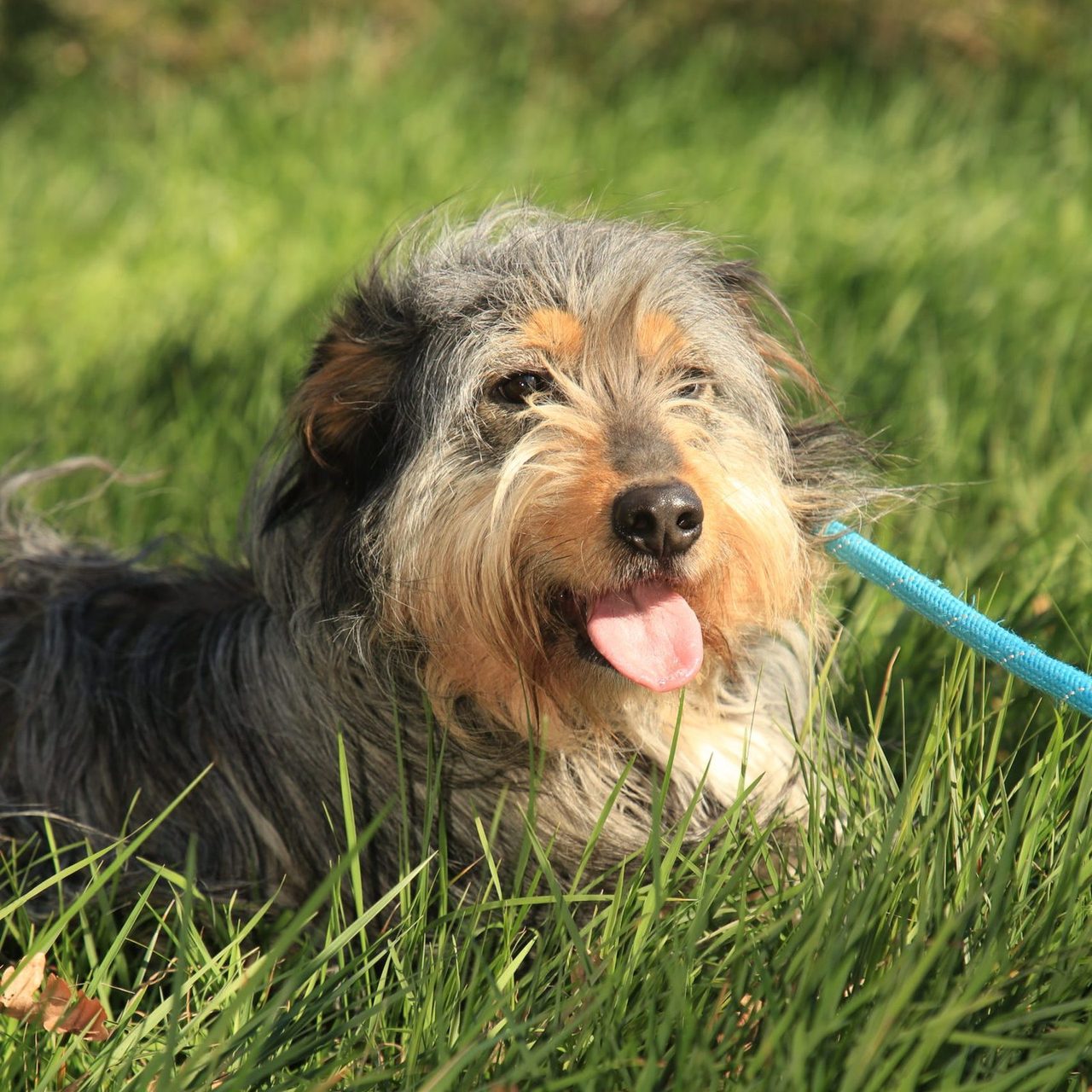 Un chien du refuge couché dans l'herbe, un jouet bleu à la gueule