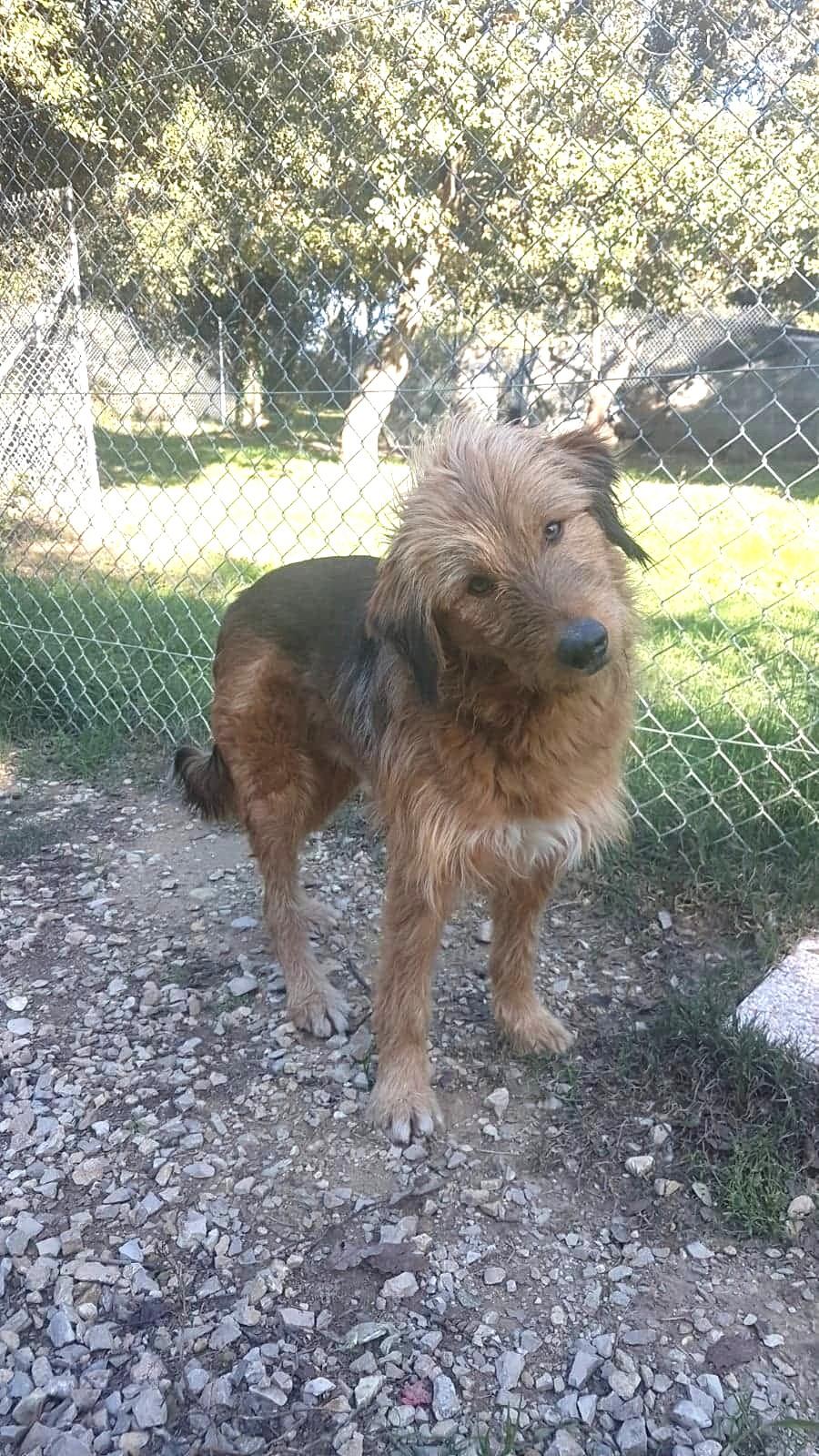 Un chien au poil fauve et hirsute, derrière le grillage d'un parc du refuge