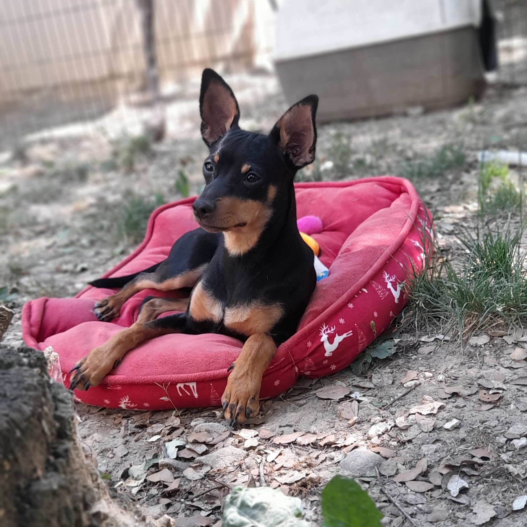 Un petit pinscher noir et feu couché dans un panier rouge, dans un parc du refuge