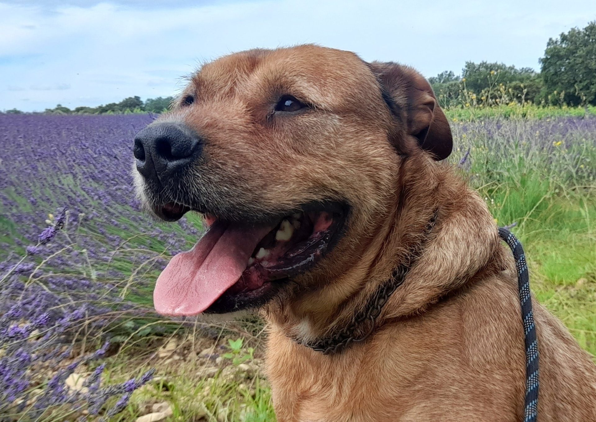 Teddy, chien roux en laisse, au bord d'un champ de lavande