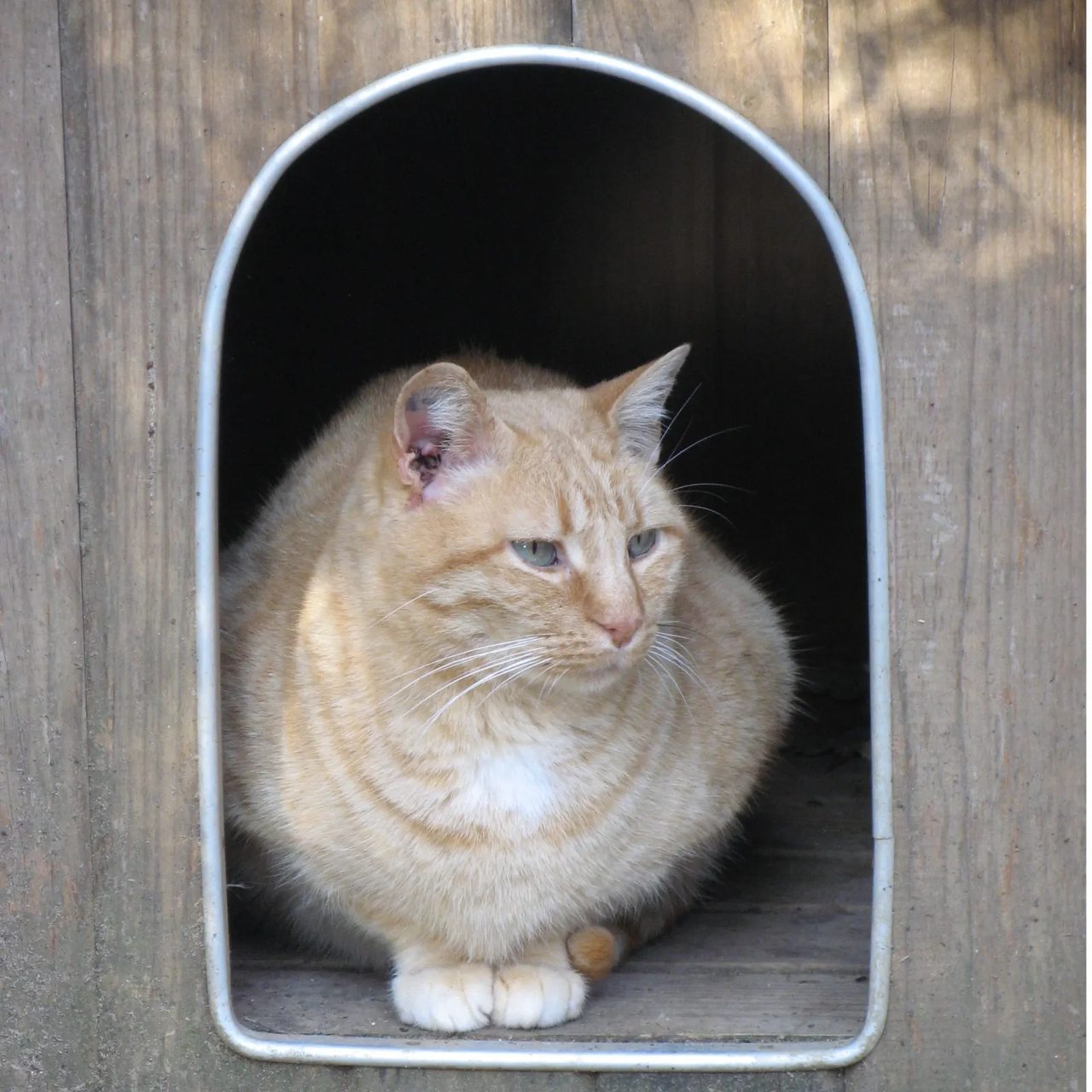 Un chat roux installé dans l'ouverture de sa niche en bois