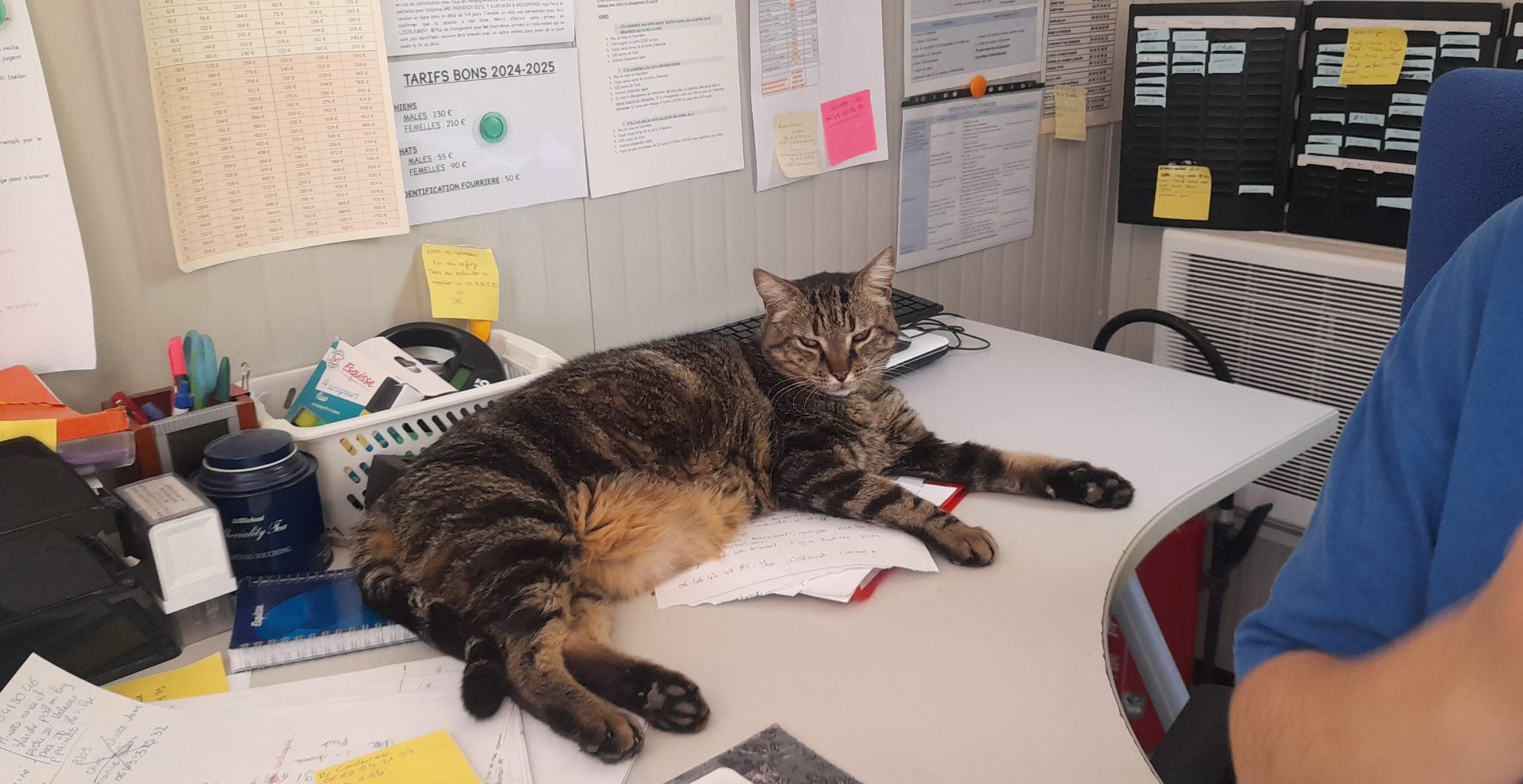 Un chat allongé sur le bureau de l'accueil, au milieu des papiers