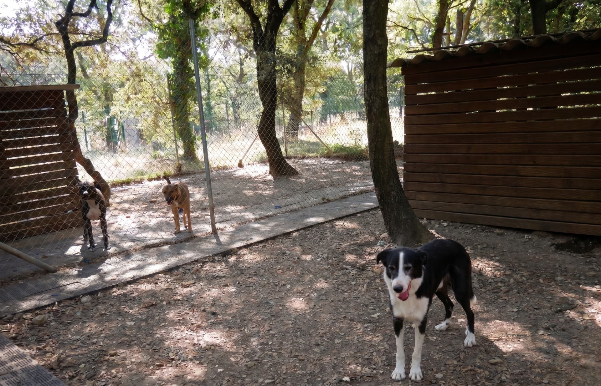 Des chiens dans un parc clôturé du refuge, sous les arbres