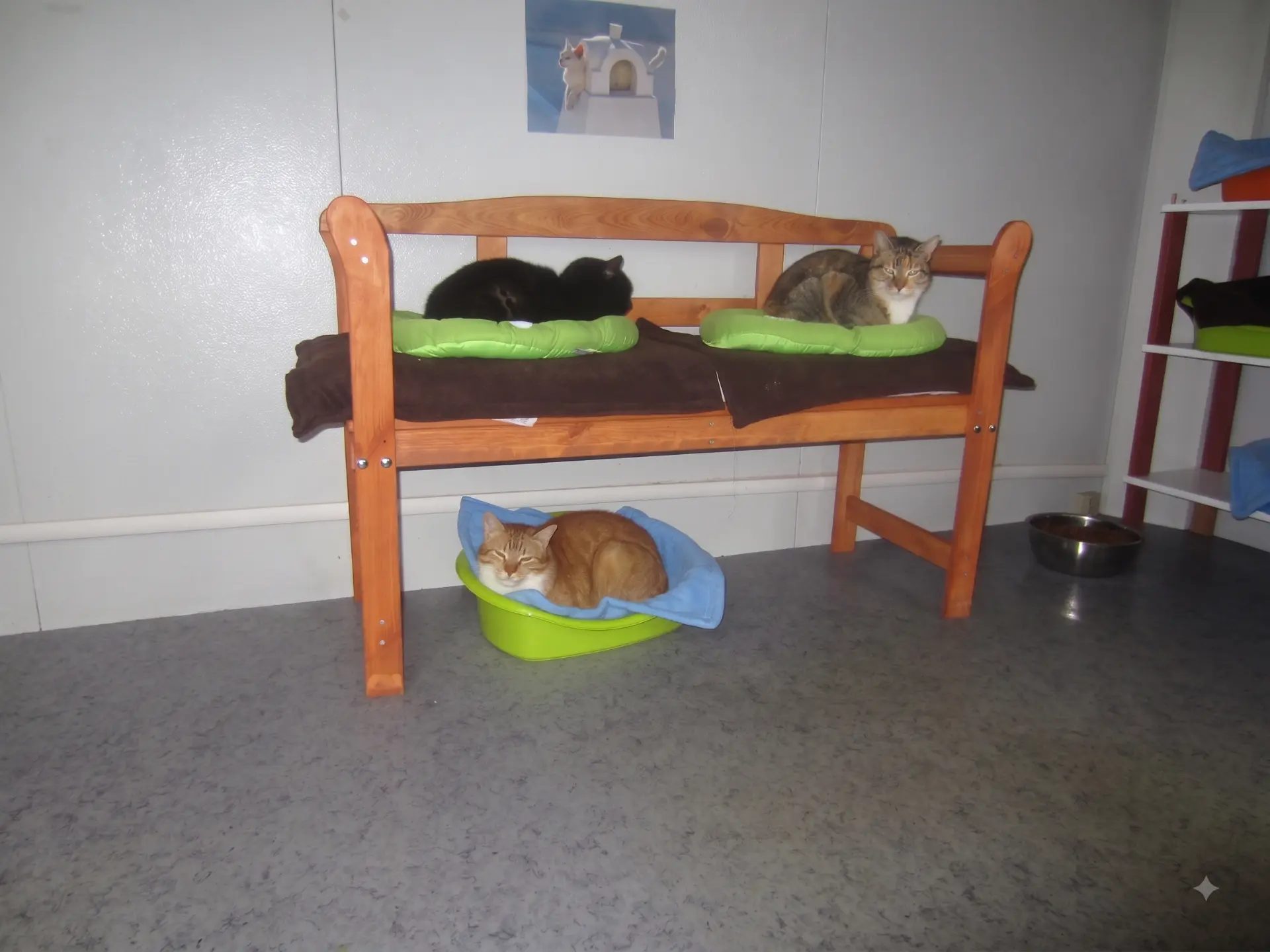 La chatterie du refuge : des chats installés sur un banc de bois et dans une corbeille