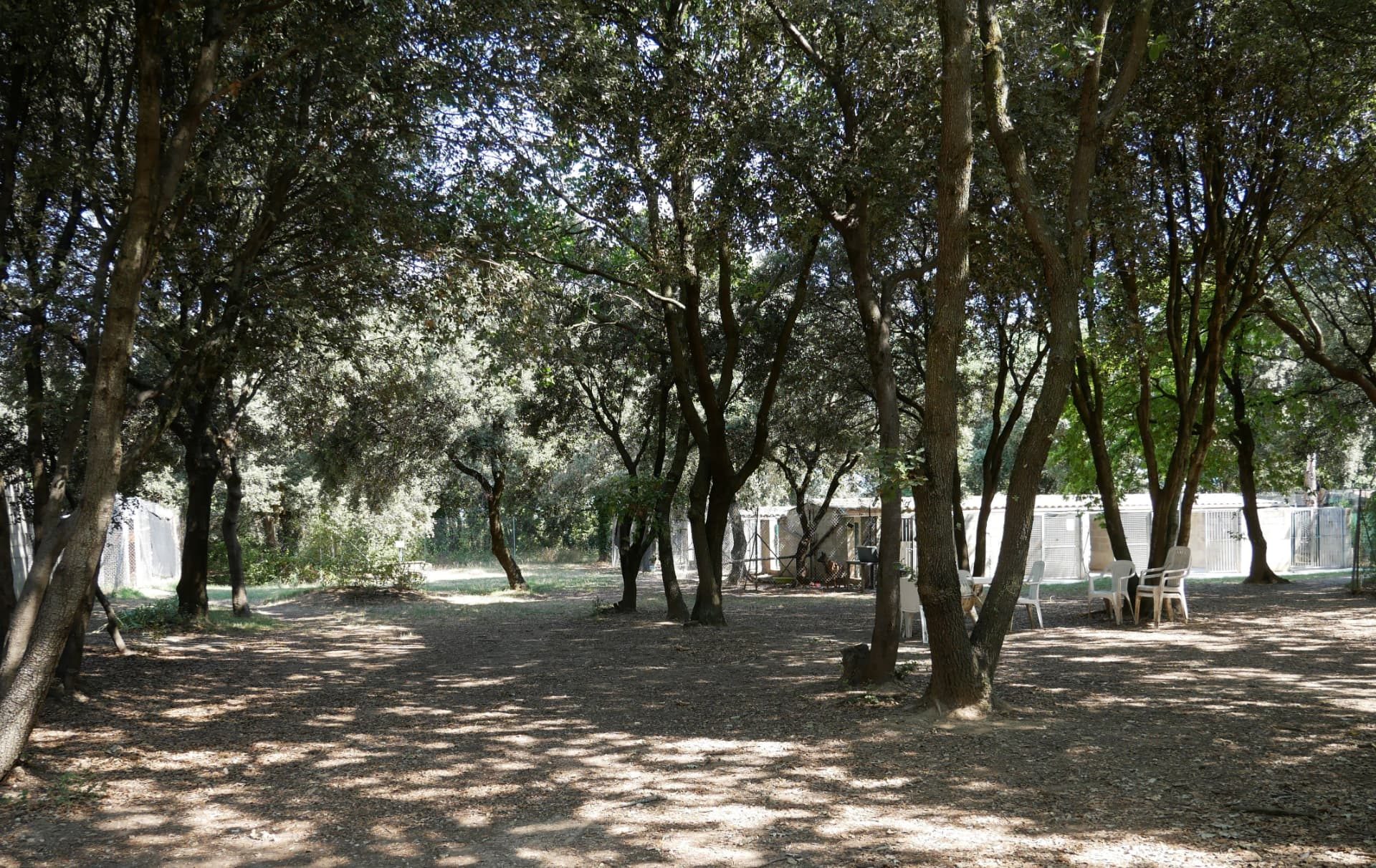 Le refuge au milieu des arbres de la truffière, avec les bâtiments au fond