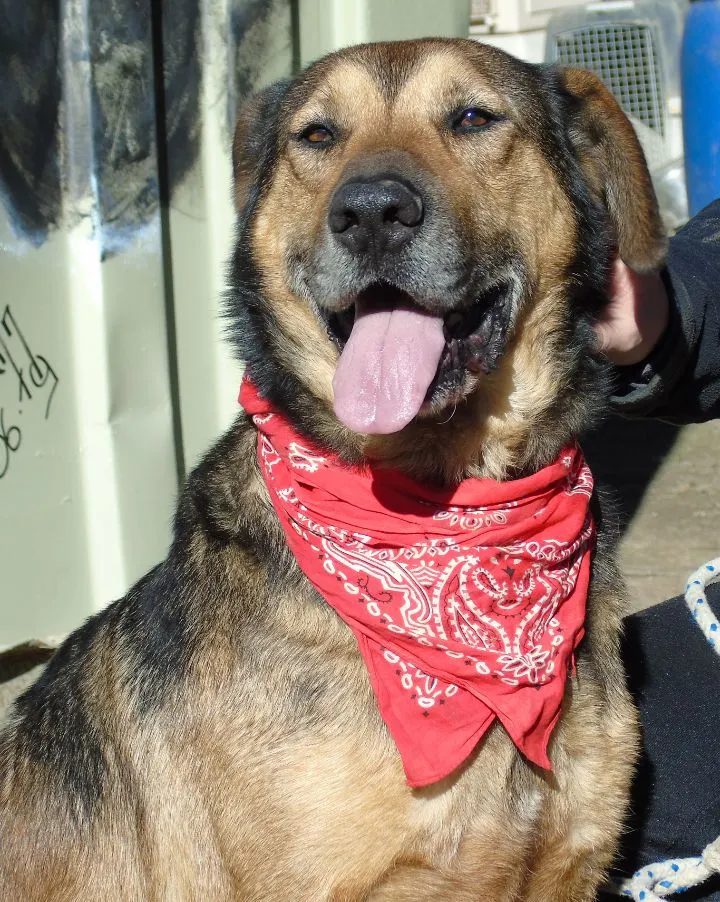 Un chien accueilli au refuge, portant un bandana rouge